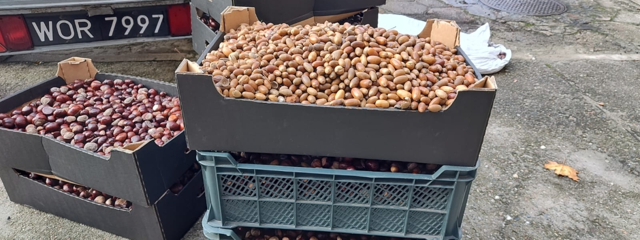 Zbiórka kasztanów i żołędzi zakończona
