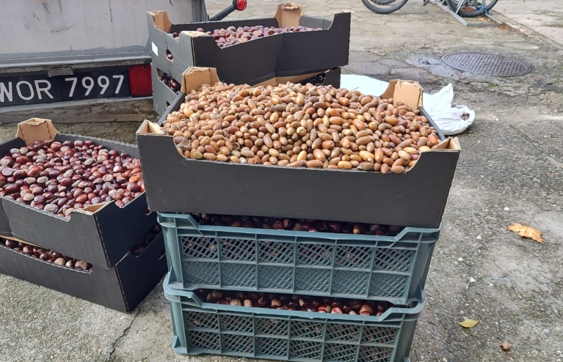 Zbiórka kasztanów i żołędzi zakończona