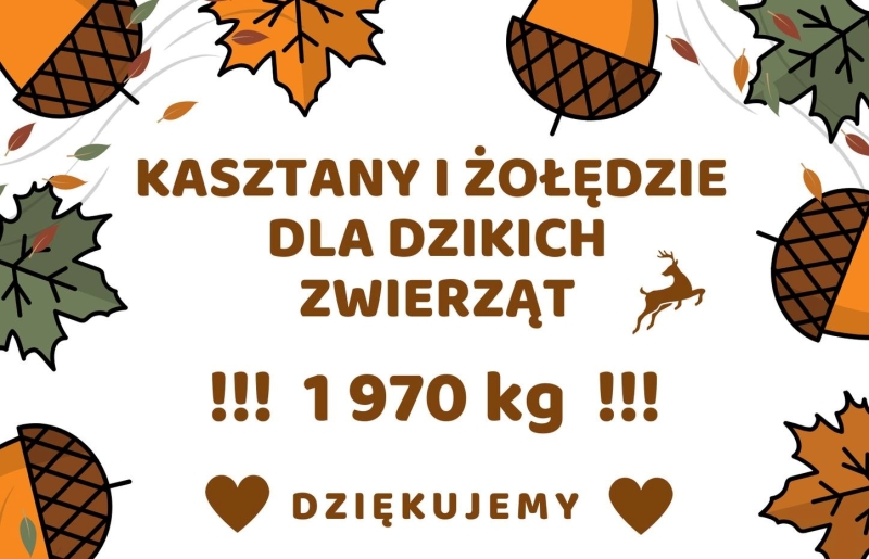 Sukces naszej szkoły w zbiórce kasztanów i żołędzi!